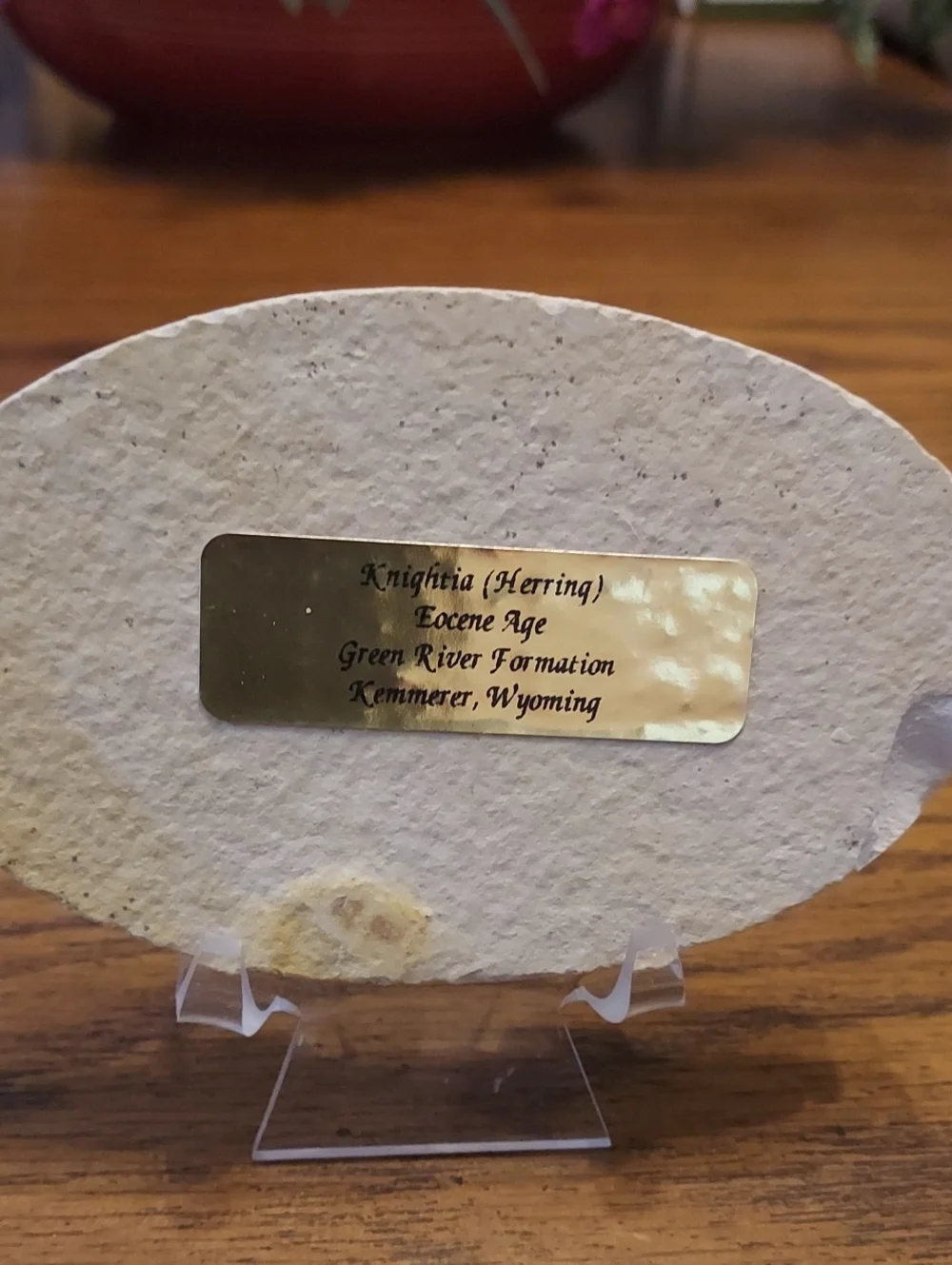 Fossil Fish knightia herring